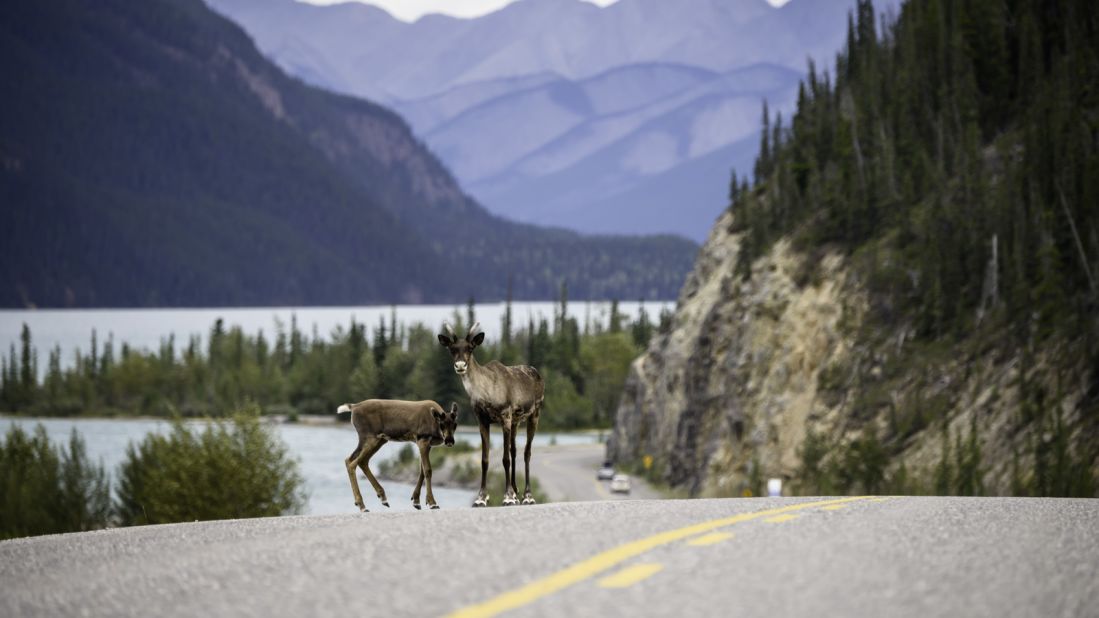 <strong>The Alcan Highway, Canada to Alaska: </strong>This mammoth long-haul route in the moody North American wilderness takes around 31 hours to complete. Pictured: Caribou on the Alaska Highway in Muncho Lake Provincial Park. 