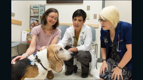 Dr. Nicole Ehrhart, center, Dr. Anna Conti, left, and student Kelsey Parrish with Conti's Basset hound, Picasso, who had surgery for cancer.
