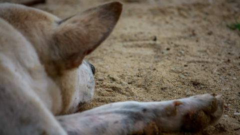 USDA removes online database that included animal abuse; activists cry foul  | CNN