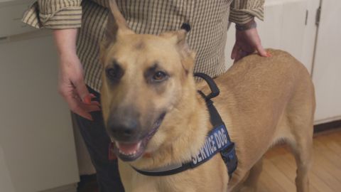 Jeb is a service dog for a man with Charcot-Marie-Tooth disease.