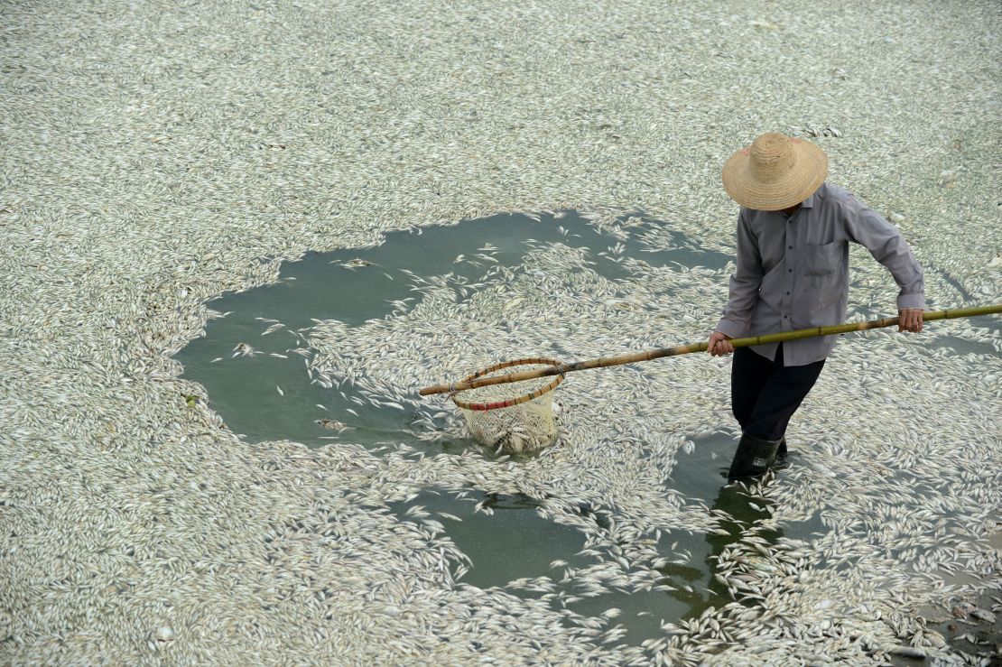 A resident clears dead fish from the Fuhe river in Wuhan in September 2013, after they were killed by high levels of ammonia.