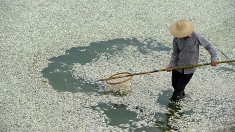 A resident clears dead fish from the Fuhe river in Wuhan in September 2013, after they were killed by high levels of ammonia.
