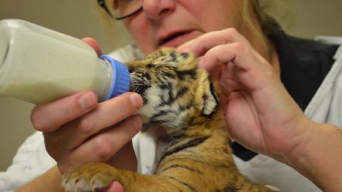 malayan tiger cubs born at cincinnati zoo orig vstan_00000000.jpg