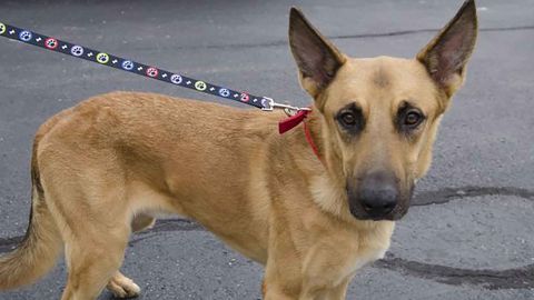 Jeb on the day he was released after a DNA test showed he didn't kill the neighbor's dog