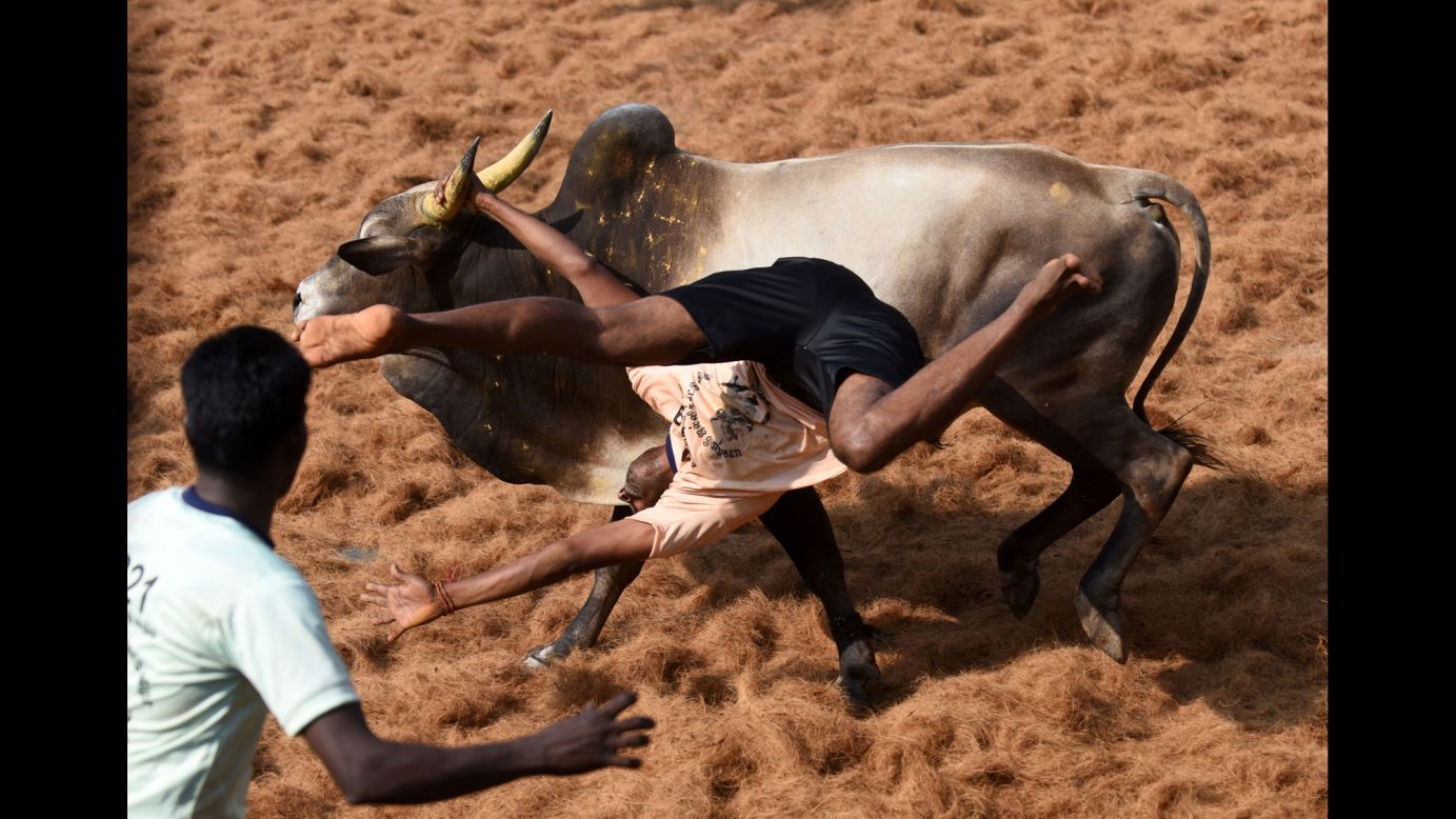 A bull throws a man during a bull-taming event in the Indian village of Palamedu on Thursday, February 9.