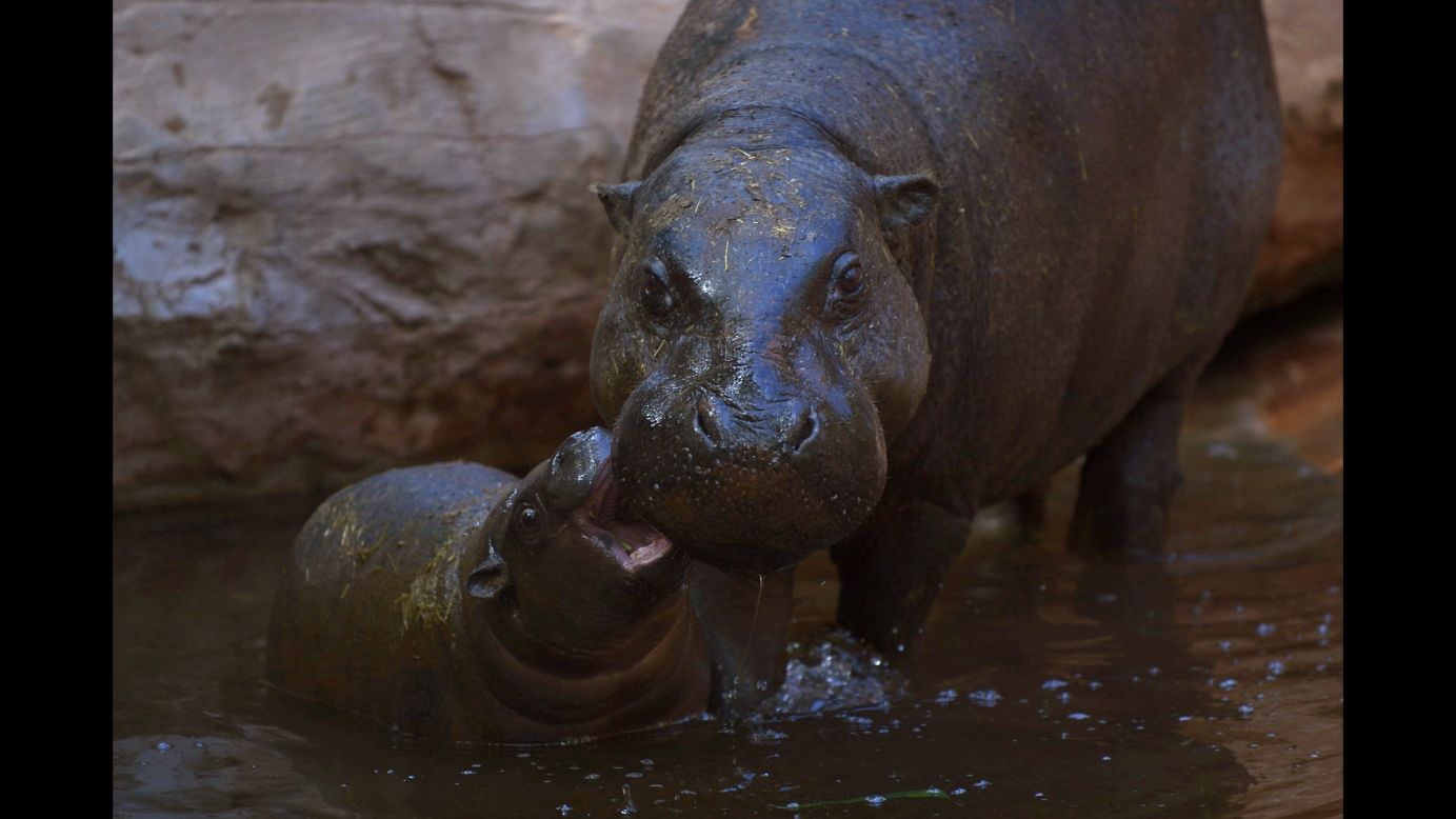 Nimba, a hippopotamus calf, bites its mother, Liberia, at Bioparc Fuengirola, a zoo in Fuengirola, Spain, on Wednesday, February 8.