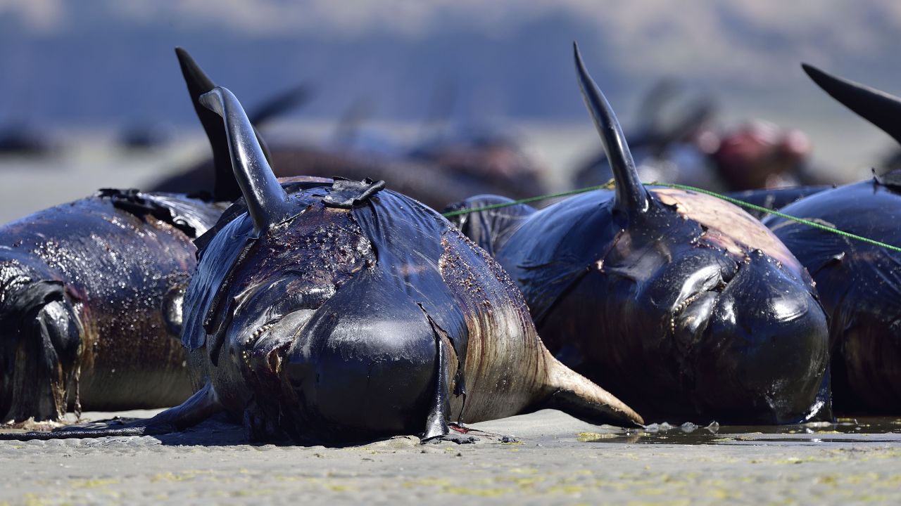 Dead pilot whales lay on a remote beach at Farewell Spit at the northern tip of New Zealand's South Island on February 17, 2015 after beaching themselves on February 13. Staff members of the country's Department of Conservation were securing the whales to stop them from floating back out to sea and landing on other beaches. More than 100 pilot whales that stranded on the New Zealand beach died, conservation officials said on February 14, with volunteers trying to rescue others from the pod.       AFP PHOTO / MARTY MELVILLE        (Photo credit should read Marty Melville/AFP/Getty Images)