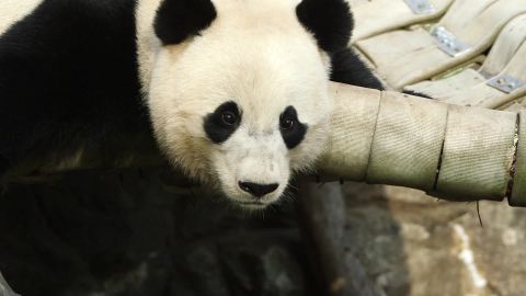 bao bao panda final checkup