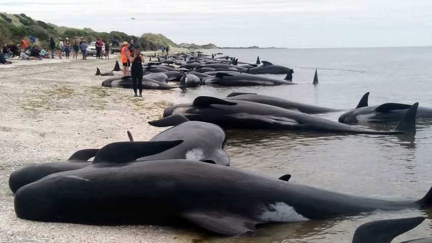 Whales are stranded at Farewell Spit near Nelson, New Zealand Friday, Feb. 10, 2017. New Zealand volunteers formed a human chain in the water at a remote beach on Friday as they tried to save about 100 whales after more than 400 of the creatures beached themselves in one of the worst whale strandings in the nation's history. About three-quarters of the pilot whales were already dead when they were found Friday morning at Farewell Spit at the tip of the South Island. (Tim Cuff/New Zealand Herald via AP)