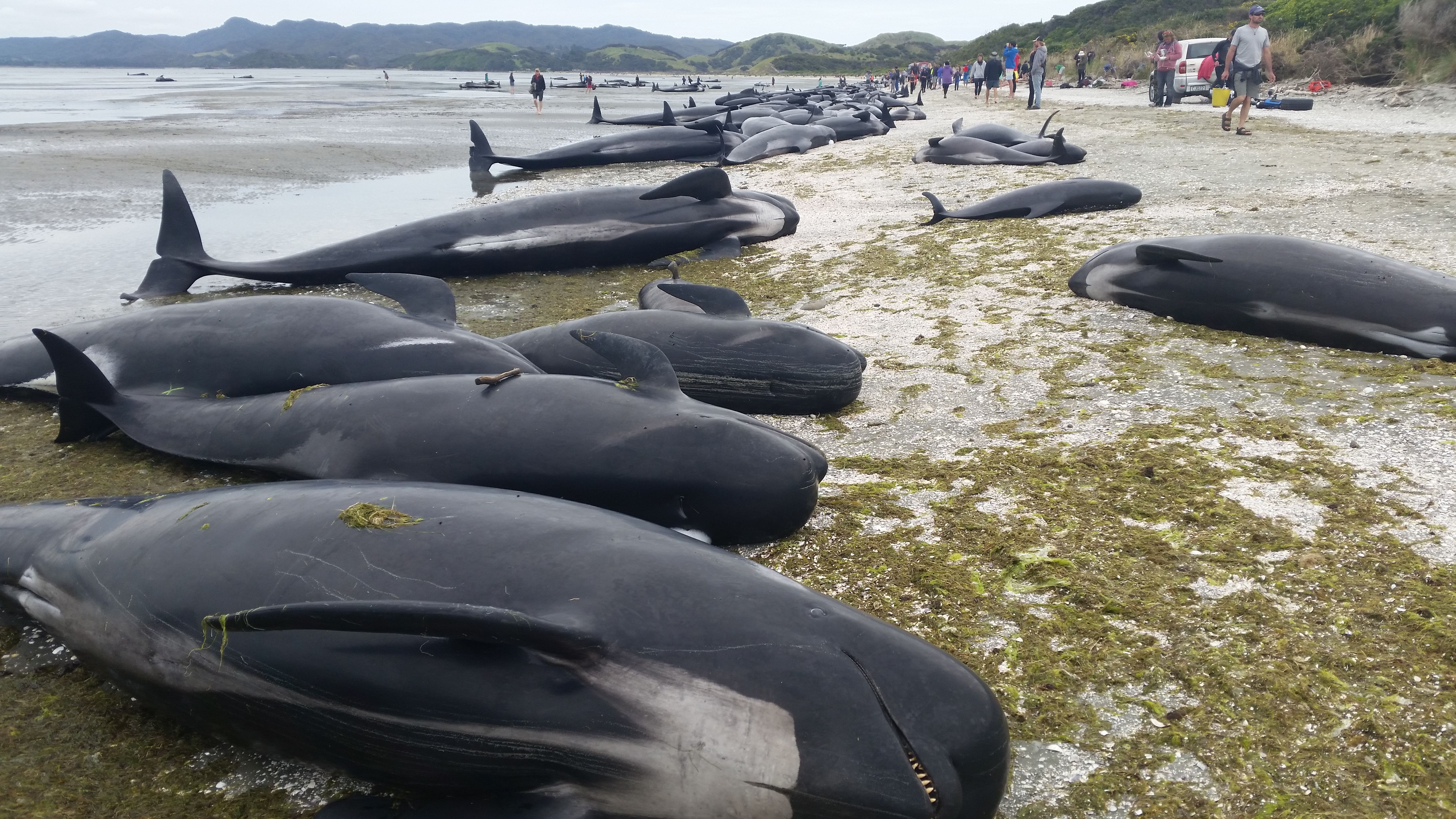 More than 400 pilot whales stranded themselves on a New Zealand beach on the evening of Thursday February 9.