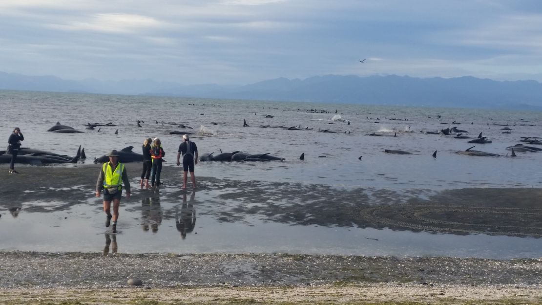 Hundreds of volunteers have come out to help the pilot whiles, pictured here at high tide.