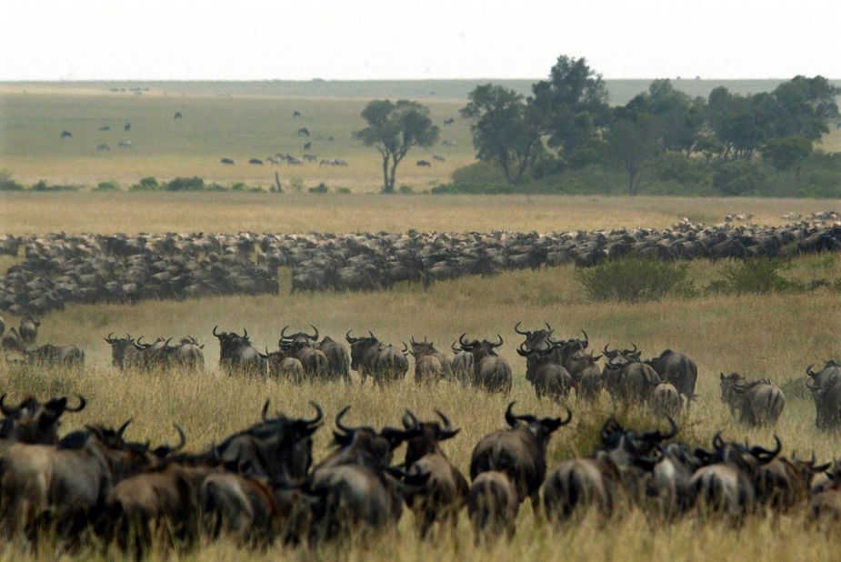 Thousands of wildebeest wind through the Maasai Mara National Reserve in Kenya.