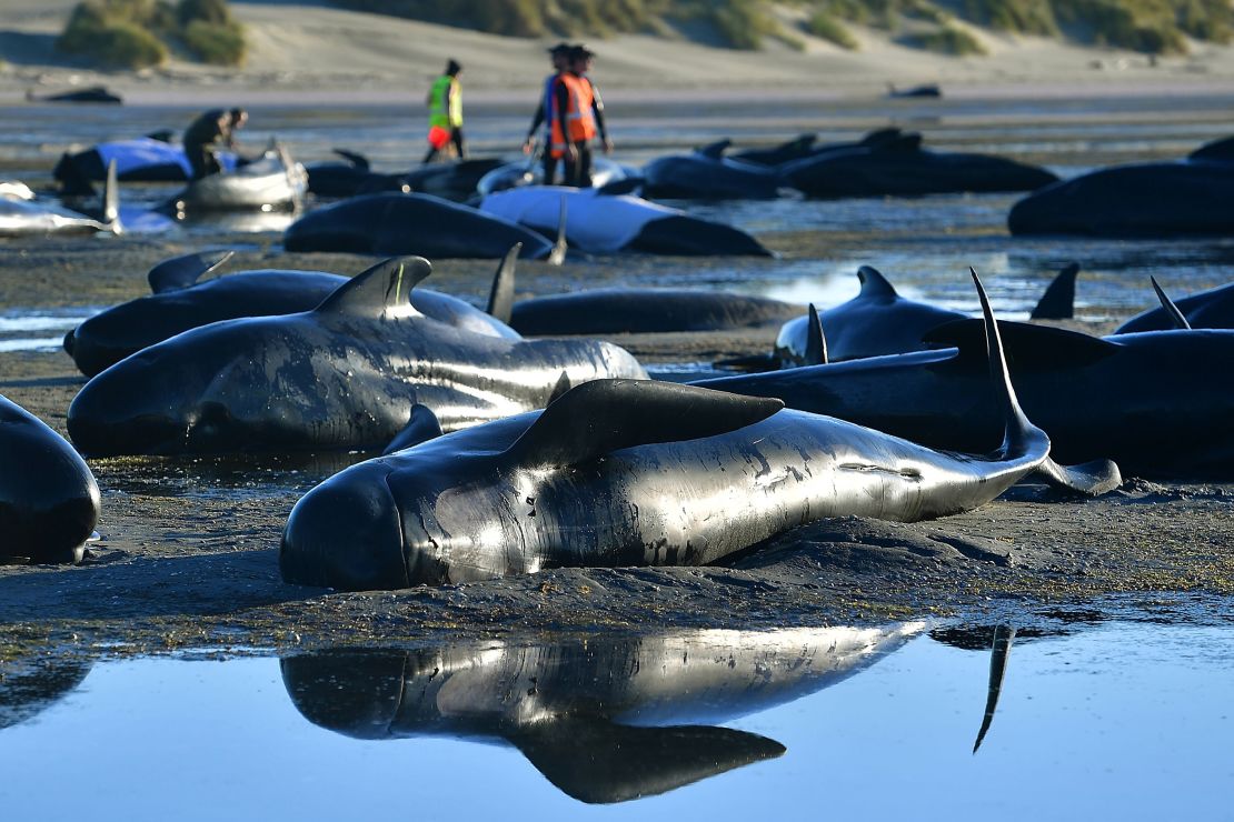 Pilot whales lie on a beach during a mass stranding at Farewell Spit on February 11, 2017.