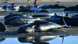 This picture taken on February 11, 2017 shows pilot whales lying on a beach during a mass stranding at Farewell Spit.
Most of the more than 200 whales who became stranded on New Zealand's notorious Farewell Spit on the weekend have been able to refloat themselves, conservation officials said on February 12.  / AFP / Marty MELVILLE        (Photo credit should read MARTY MELVILLE/AFP/Getty Images)