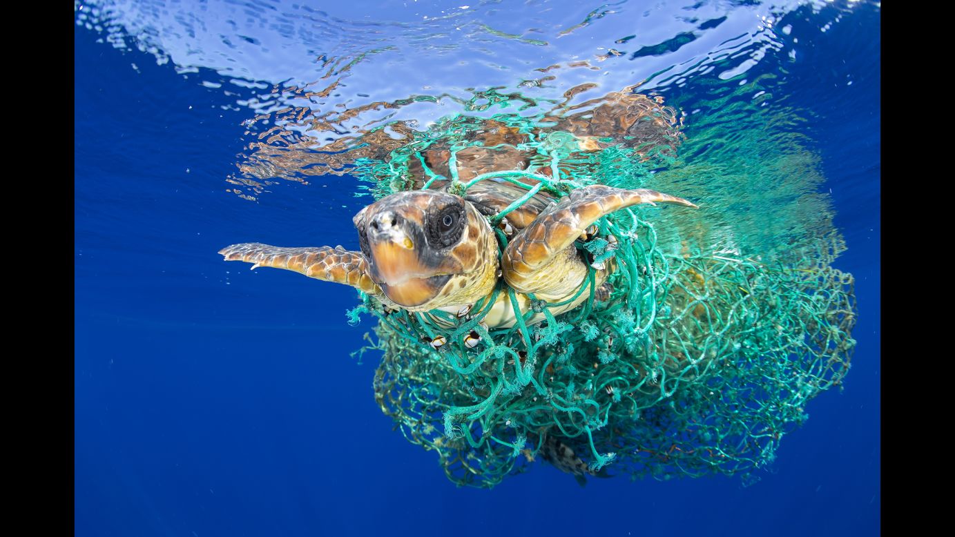 A sea turtle entangled in a fishing net swims off the coast of Tenerife in Spain's Canary Islands on June 8. Sea turtles are considered a vulnerable species by the International Union for Conservation of Nature. Unattended fishing gear is responsible for many sea turtle deaths.