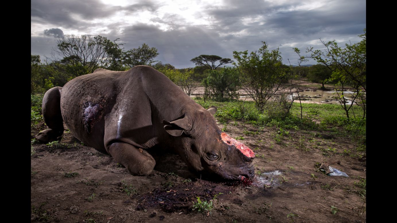 A black rhino bull is seen dead, poached for its horns less than eight hours earlier at the Hluhluwe Umfolozi Game Reserve in South Africa. It was suspected that the killers came from a nearby community, entering the park illegally and shooting the rhino with a silenced hunting rifle. The black rhinoceros is  one of the most endangered rhino species.