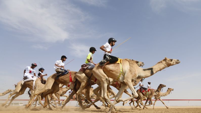 Camels race in Al Ain, United Arab Emirates, on Friday, February 10.