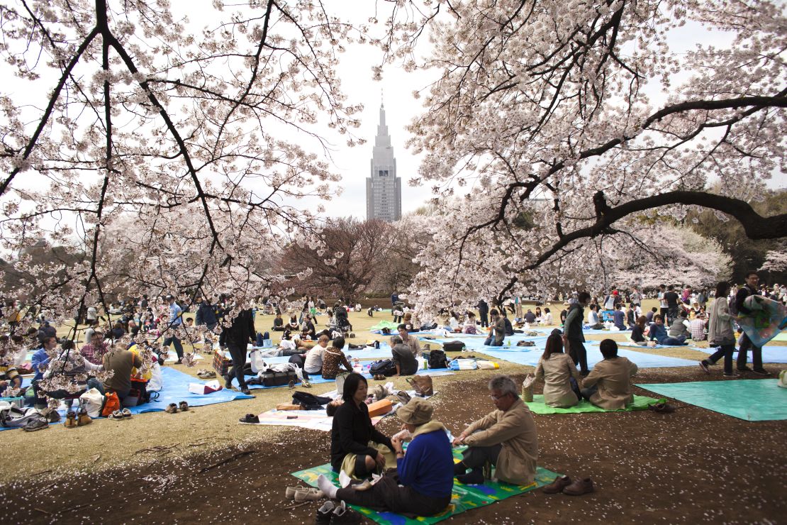 Shinjuku Gyoen National Garden in Tokyo is the perfect place to relax under the cherry blossom.