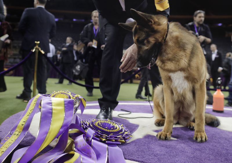 Westminster dog best sale show german shepherd