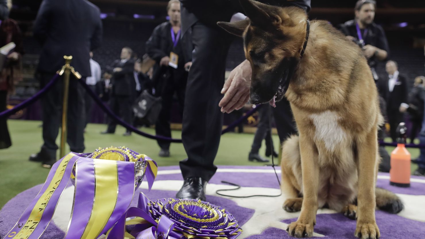  Rumor Has It V Kenlyn looks down at her Best in Show prize at the 141st Westminster Kennel Club Dog Show in New York.