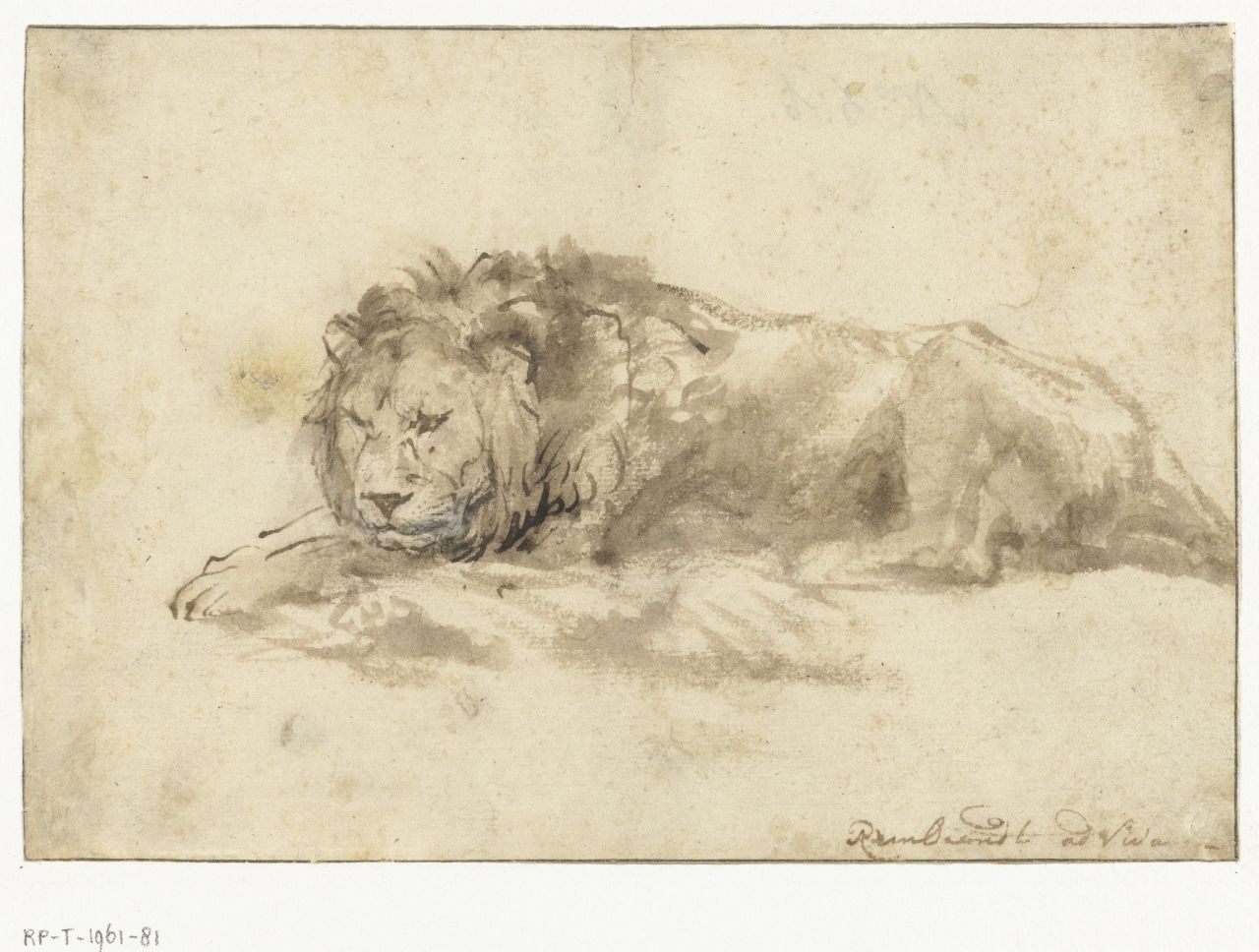 This drawing of a lion (1650-1959), belonging to the Rijksmuseum in Amsterdam, is one of the few surviving animal studies by Rembrandt van Rijn.