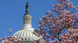 WASHINGTON, DC - MARCH 22: Magnolias are in bloom, while workers continue to remove the scaffolding that surrounds the dome of the US Capitol as restoration nears completion, March 22, 2016 in Washington, DC. The restoration of the cast iron dome was estimated to cost nearly 60 million dollars.