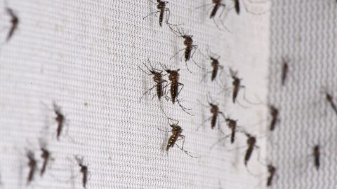 Certain species of mosquitoes also bite during the day, meaning protection is needed at all times.