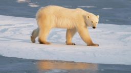 The number of polar bears is expected to decline by 30% by 2050 as global warming causes Arctic ice to melt, says the new WWF report.