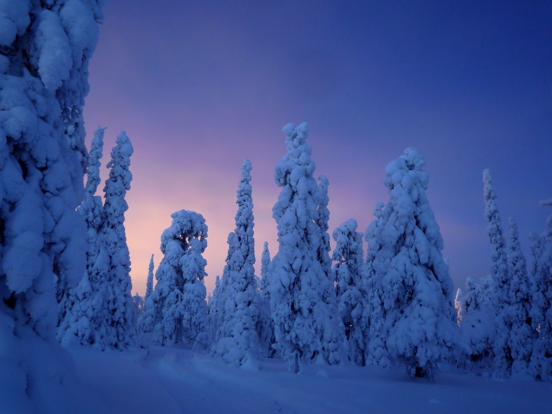 Lapland's forests look stunning shrouded in snow.