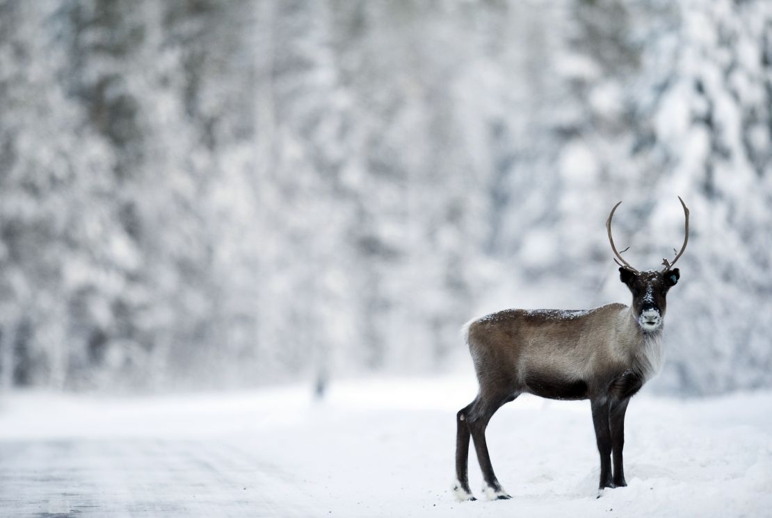 Watch out for reindeer in Lapland's forests.
