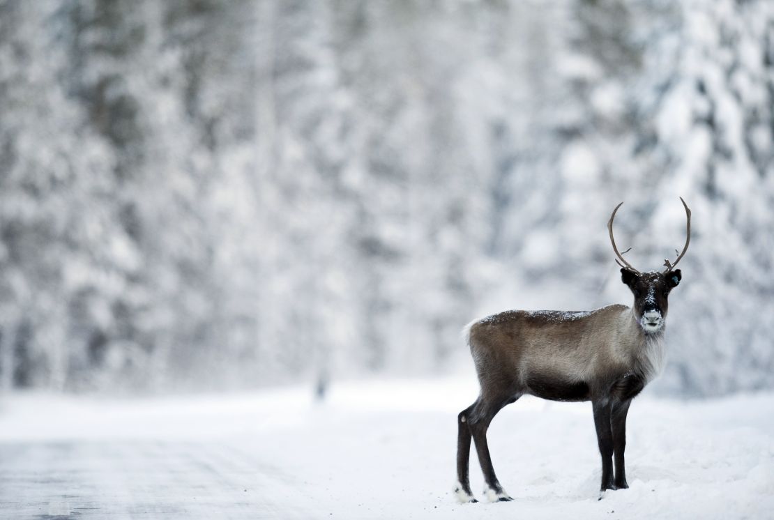 Watch out for reindeer in Lapland's forests.