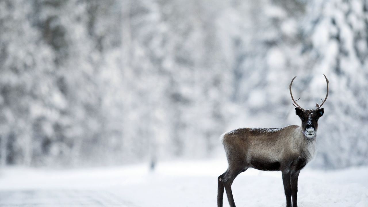 Watch out for reindeer in Lapland's forests.
