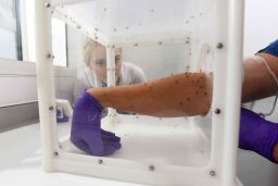 Mosquito repellent testing at the London School of Hygiene & Tropical Medicine.