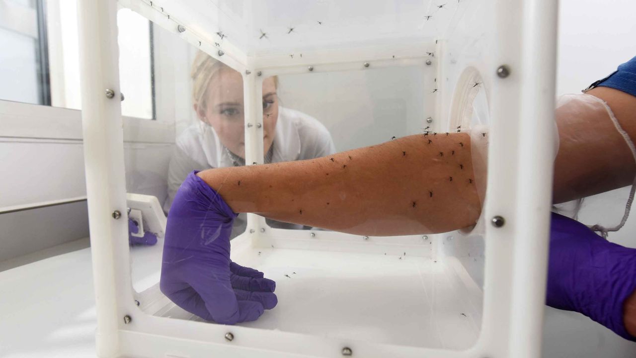 Mosquito repellent testing at the London School of Hygiene & Tropical Medicine.