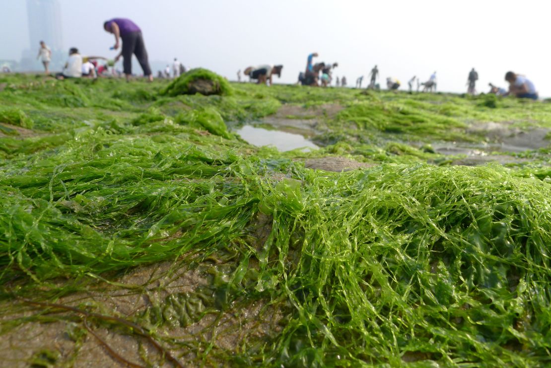 Chinese residents collect seaweed by the coastline in Qingdao after a break-out of algae bloom, May 27, 2012.
