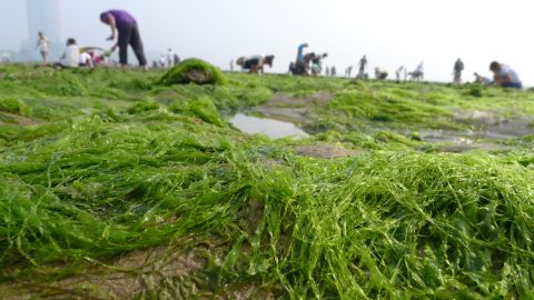 Chinese residents collect seaweed by the coastline in Qingdao after a break-out of algae bloom, May 27, 2012.