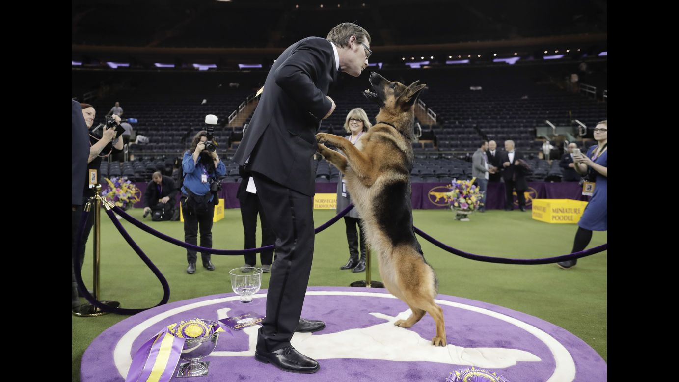Rumor, a German shepherd, rises on her hind legs to lick her handler and co-owner, Kent Boyles, after <a href="http://www.cnn.com/2017/02/15/sport/german-shepherd-named-best-in-show/index.html" target="_blank">winning Best in Show</a> at the annual Westminster Kennel Club Dog Show on Wednesday, February 15.