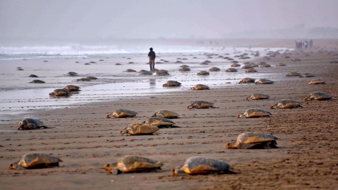Olive ridley turtles return to the sea after laying eggs on India's Rushikulya beach on Thursday, February 16.