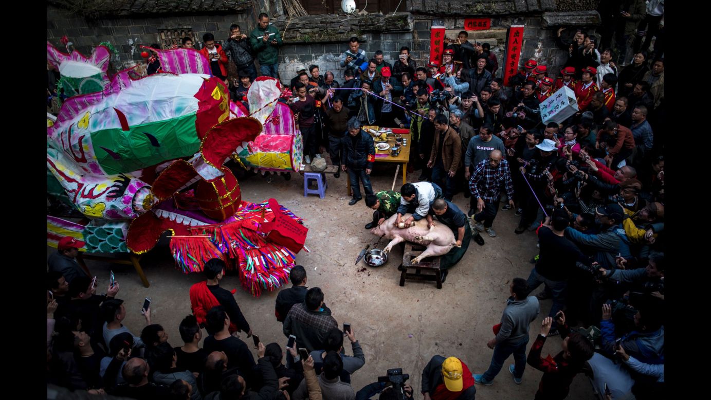 Villagers in Gutian, China, sacrifice a pig before a Lantern Festival parade on Saturday, February 11.