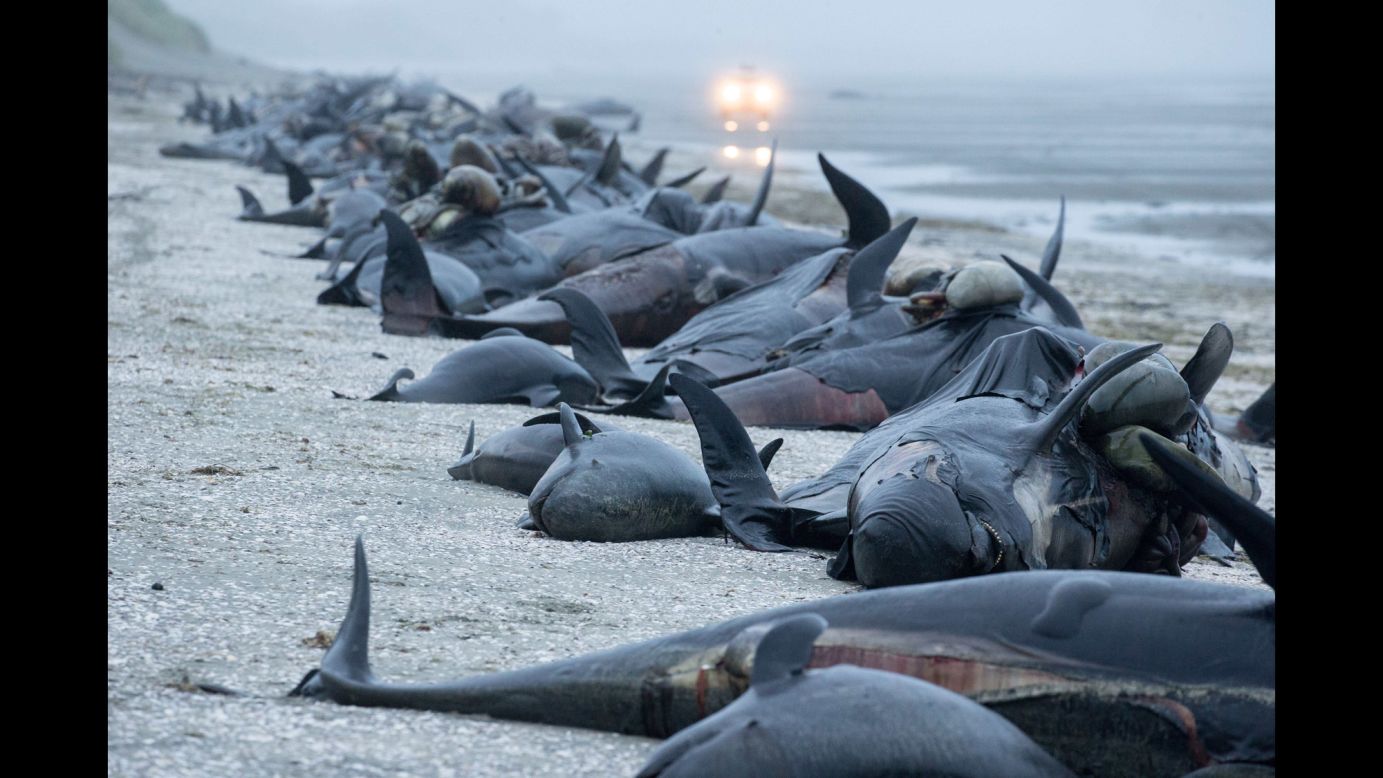 Dead pilot whales are seen on a beach on New Zealand's South Island on Sunday, February 12. <a href="http://www.cnn.com/2017/02/13/asia/beached-whales-new-zealand/" target="_blank">About 400 whales died</a> in what was the third-largest mass beaching of whales in the country's history.