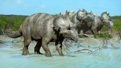 Researchers in Mexico have uncovered a new species of horned face dinosaur that lived 73 million years ago