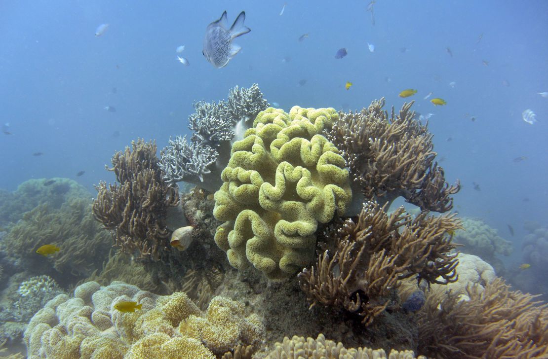 Australia's Great Barrier Reef faces severe climate change. 