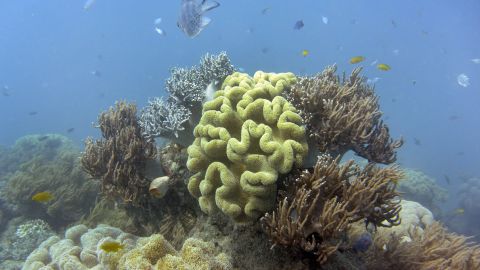 Australia's Great Barrier Reef faces severe climate change. 