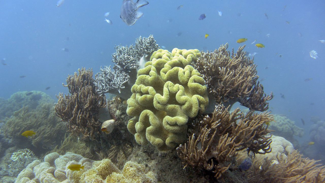 Australia's Great Barrier Reef faces severe climate change. 