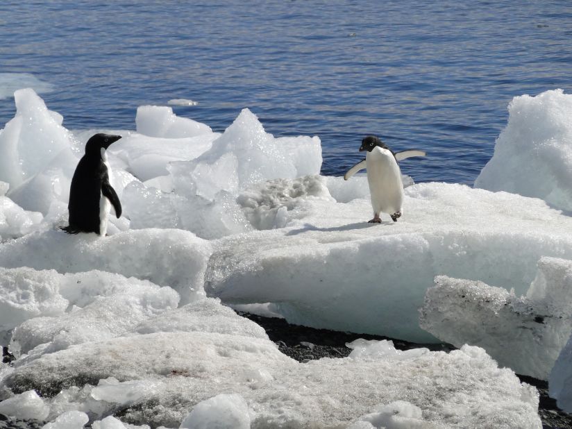 During the voyage the women encountered three species of penguins which all responded differently to their changing environment. While some species have rapidly declined, others are able to migrate and adapt to the consequences of the warmer waters.<br />