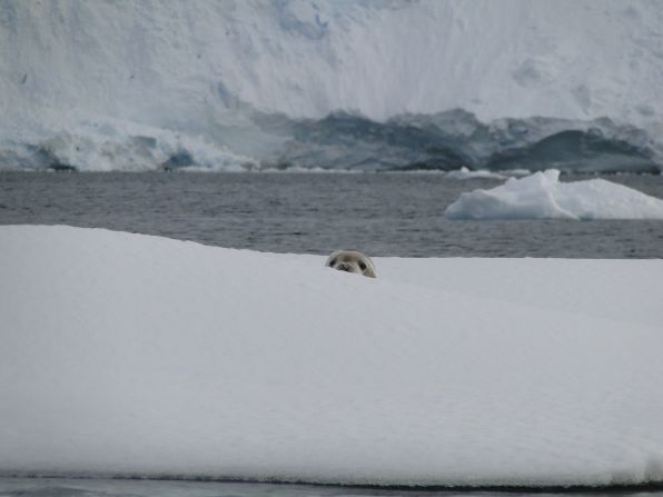 Crabeater seals are the most abundant seal species in the world. Pardo jokes that this particular seal was surprised to see a zodiac full of laughing women staring at him.