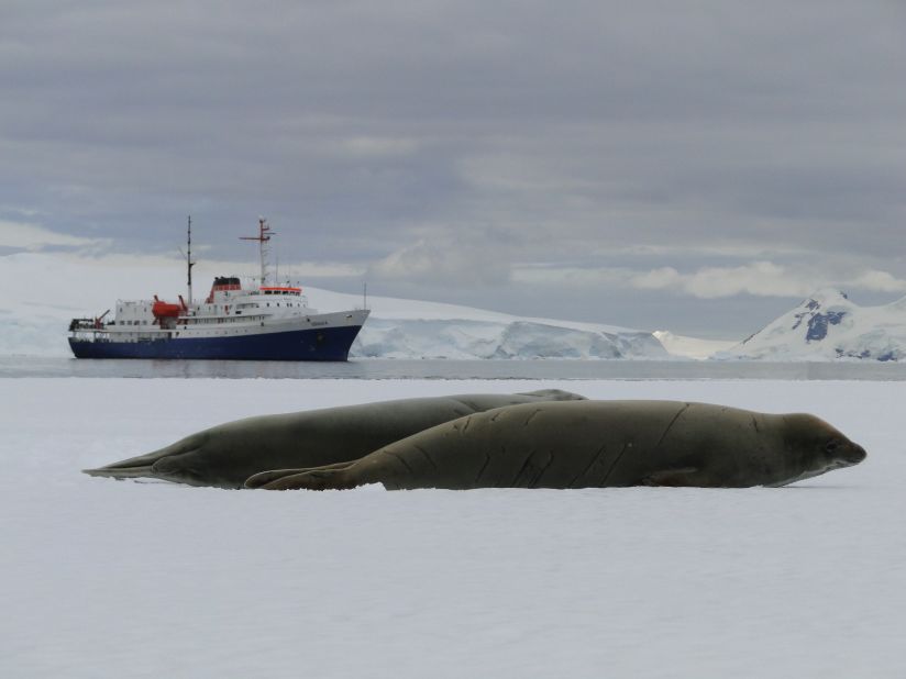 Landings often meant walking on sea ice. In this instance, the ice was about two-meters thick.  Pardo recalls it being extremely quiet, with nothing but these crabeater seals and their ship -- The Ushuaia -- in the distance. 