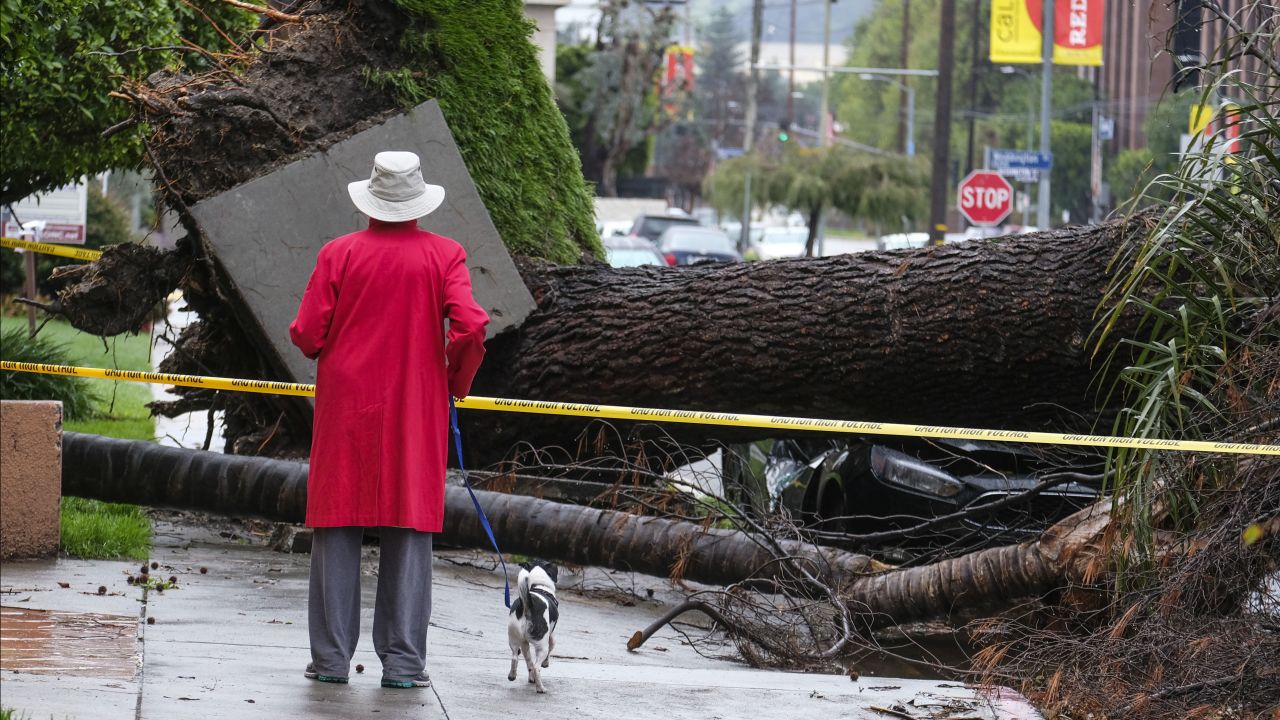 A woman with her dog stops to look at a tree that crushed a car Saturday, February 18, in the Sherman Oaks section of Los Angeles. 