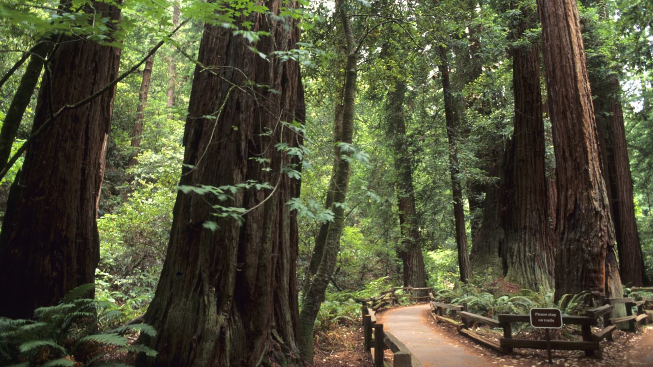 <strong>2. Golden Gate National Recreation Area, California: </strong>Hikers can spot these old redwood trees in Muir Woods, which is part of the Golden Gate site.  