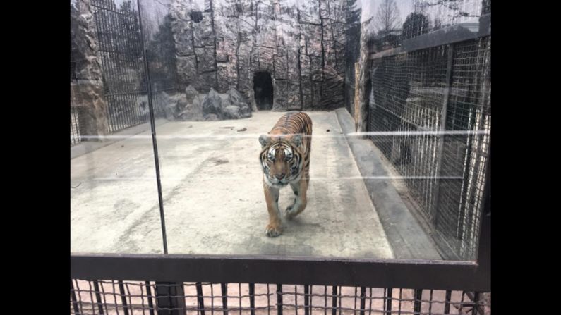 A tiger is seen at a zoo in Pyongyang on February 19. CNN's Will Ripley, Tim Schwarz and Justin Robertson were the only Western broadcasters reporting from North Korea after it conducted a ballistic missile test on February 12. <a href="index.php?page=&url=http%3A%2F%2Fwww.cnn.com%2F2017%2F02%2F15%2Fasia%2Fnorth-korea-photos-video%2F" target="_blank">See their dispatches</a>.